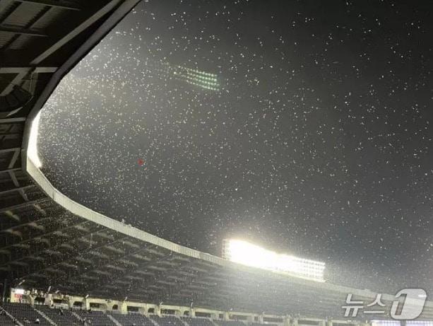 본문 이미지 - 잠실 종합운동장을 날아다니는 동양하루살이&#40;SNS 갈무리&#41;