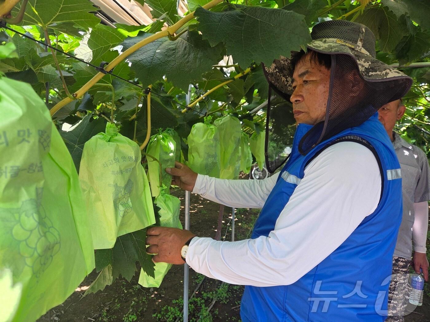 본문 이미지 - 경북농업기술원은 10일 연인일이어지는 폭염으로 온열질환자가 급증함에 따라 농업인을 위한 예방 활동에 총력을 기울이고 있다 ⓒ News1 김대벽기자