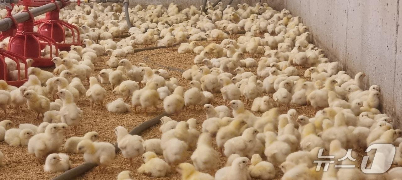 본문 이미지 - 전북 남원시 수지면에 위치한 한 양계장의 모습. 2025.7.10/뉴스1 장수인 기자