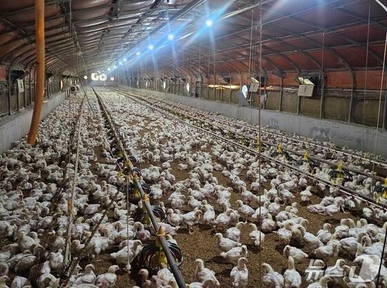 본문 이미지 - 경남 진주시 일반성면의 한 양계장에서 농장 내부 온도를 낮추기 위해 공기 순환시설을 가동하고 있다. 2025.7.9/뉴스1 한송학기자