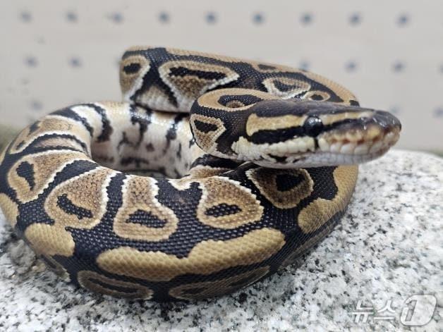 본문 이미지 - 국립공원 야생생물보전원 북부보전센터가 보관 중인 볼파이톤.(원주지방환경청 제공, 재판매 및 DB금지)