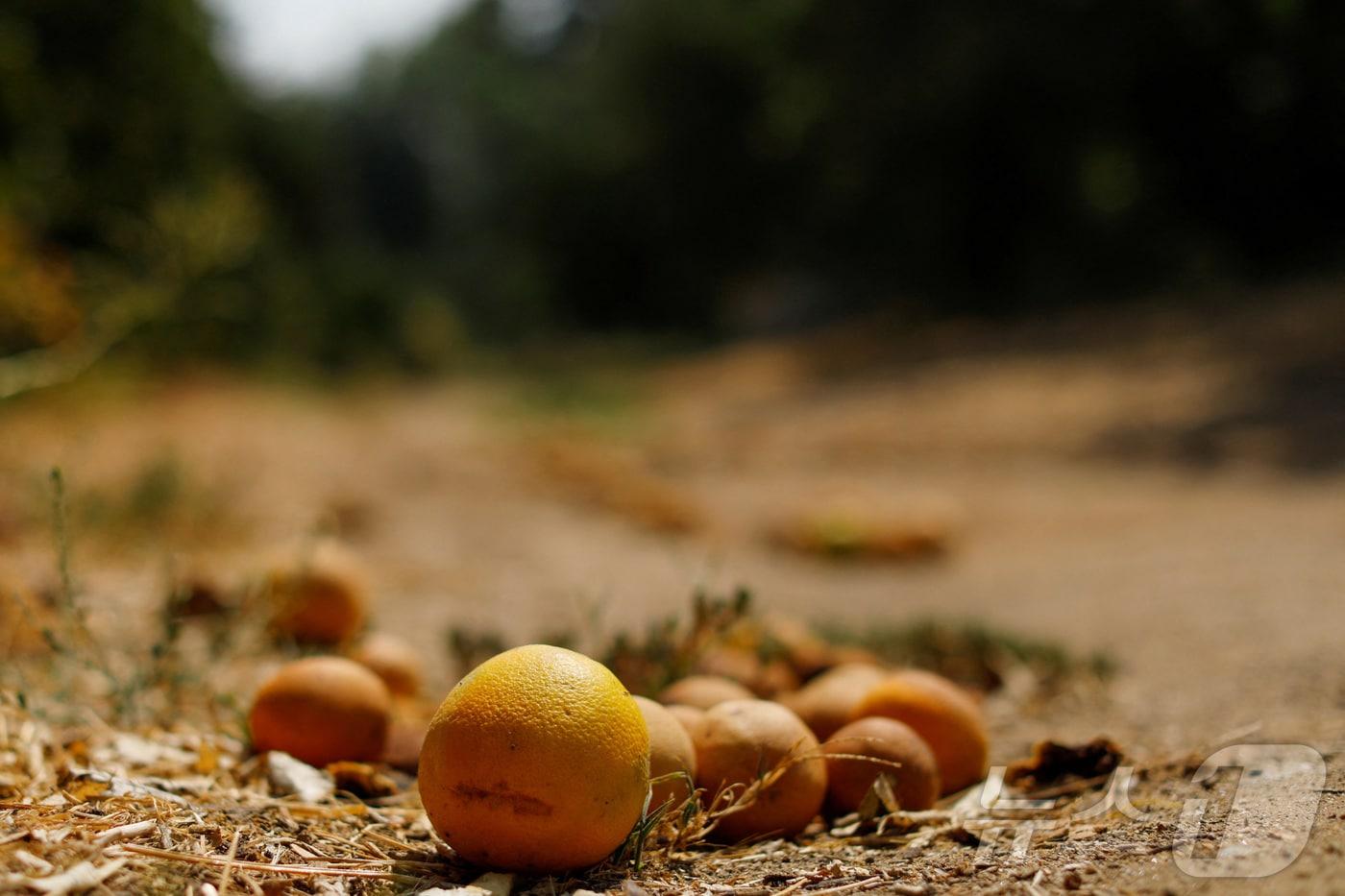 2020년 8월 21일(현지시간) 미국 캘리포니아주 리버사이드의 한 농장에 오렌지가 떨어져 있다. 2020.08.21. ⓒ 로이터=뉴스1 ⓒ News1 윤다정 기자