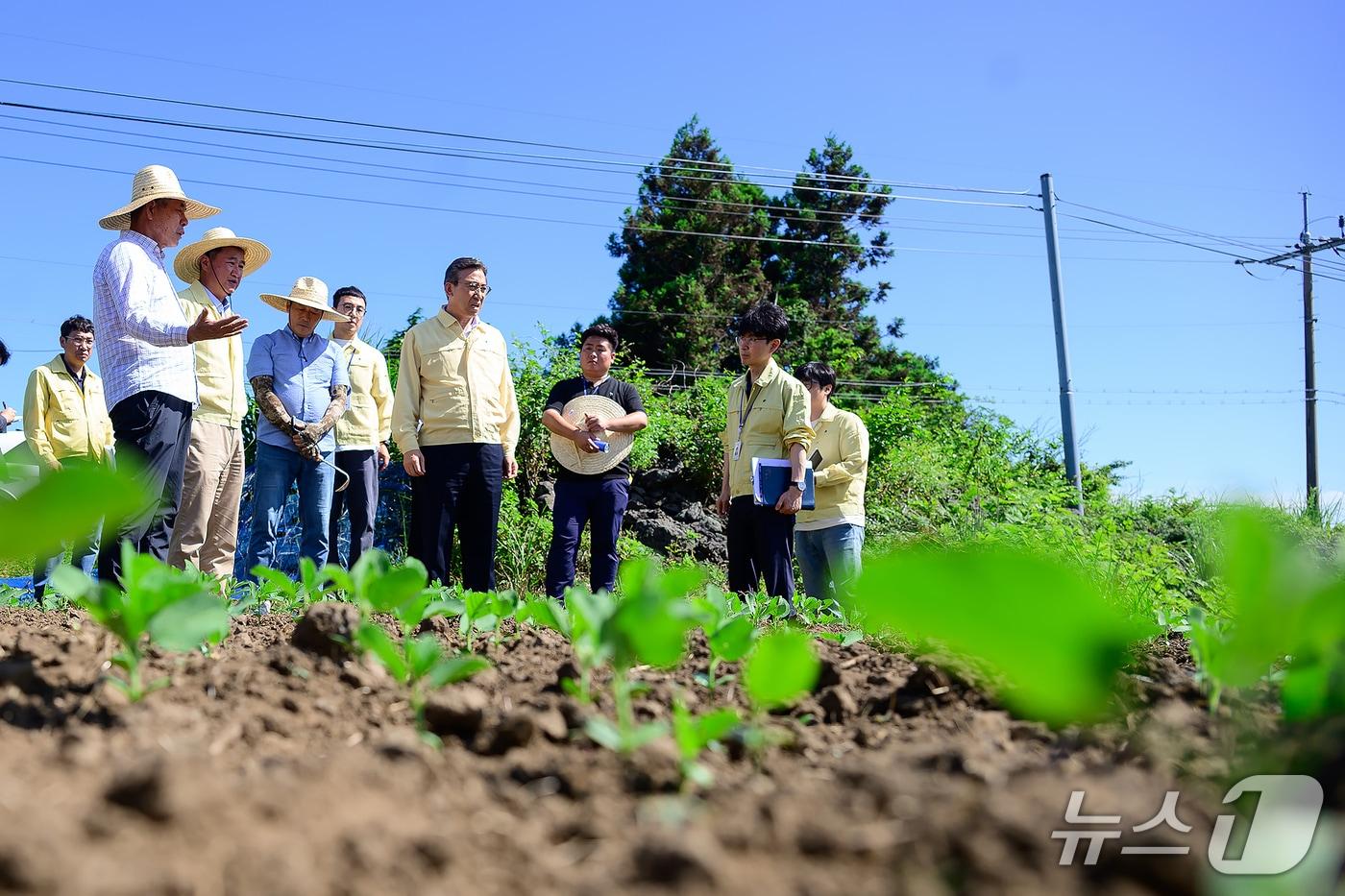 오순문 서귀포시장이 지난 10일 서귀포시 안덕면 밭작물 재배지에서 작물 생육 상태를 확인하고 있다.(서귀포시 제공. 재판매 및 DB 금지)