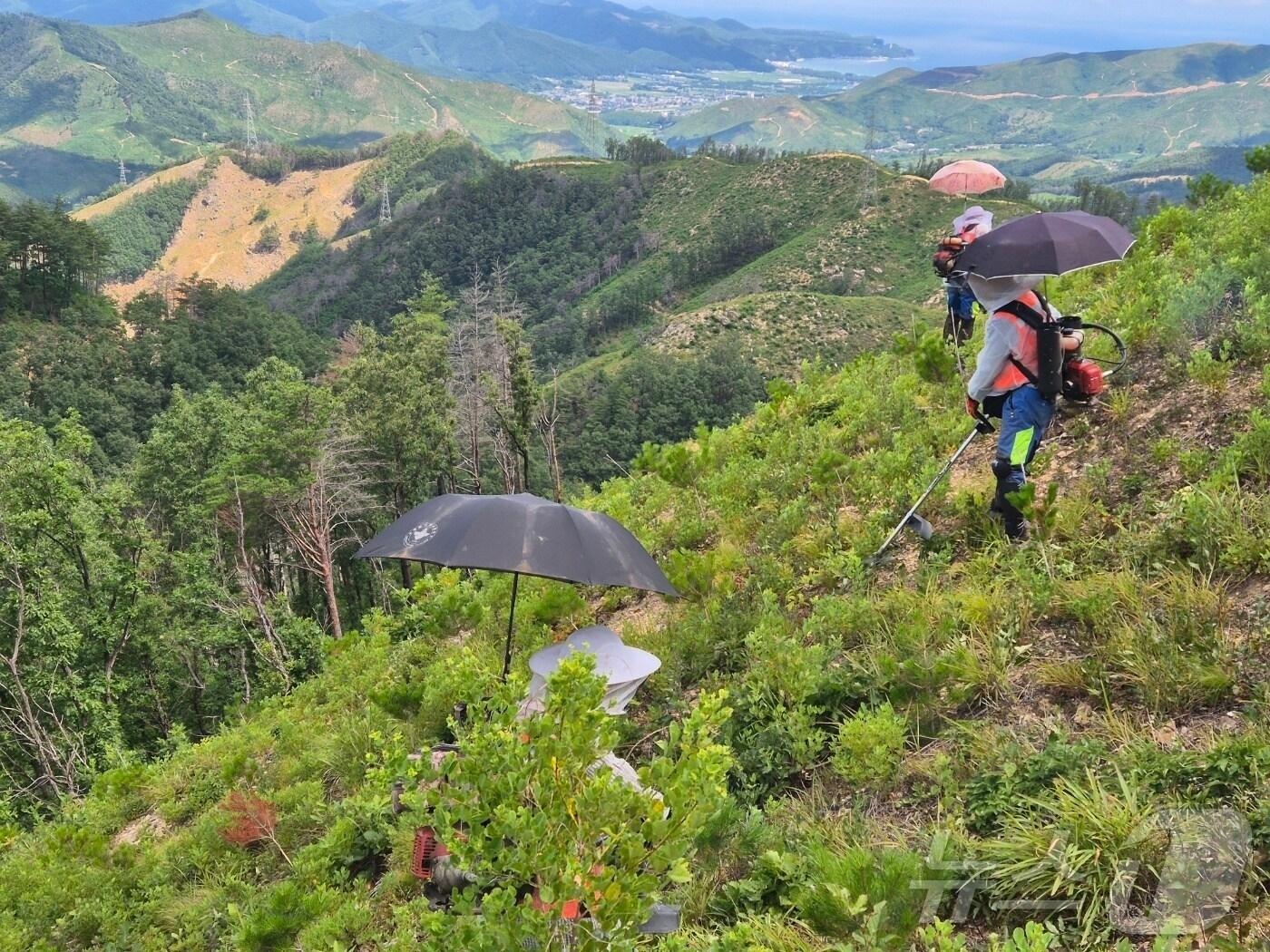 본문 이미지 - 강원 강릉국유림관리소 푸른영림단 소속 산림 근로자들이 11일 강릉시 옥계면 남양리 일대 국유림에서 무더위를 피하기 위해 예초기에 양산을 꽂고 일하고 있다. 이 곳은 지난 2022년 3월 강원 동해안을 덮친 대형산불 피해지 이기도 하다. 2025.7.11/뉴스1 ⓒ News1 윤왕근 기자