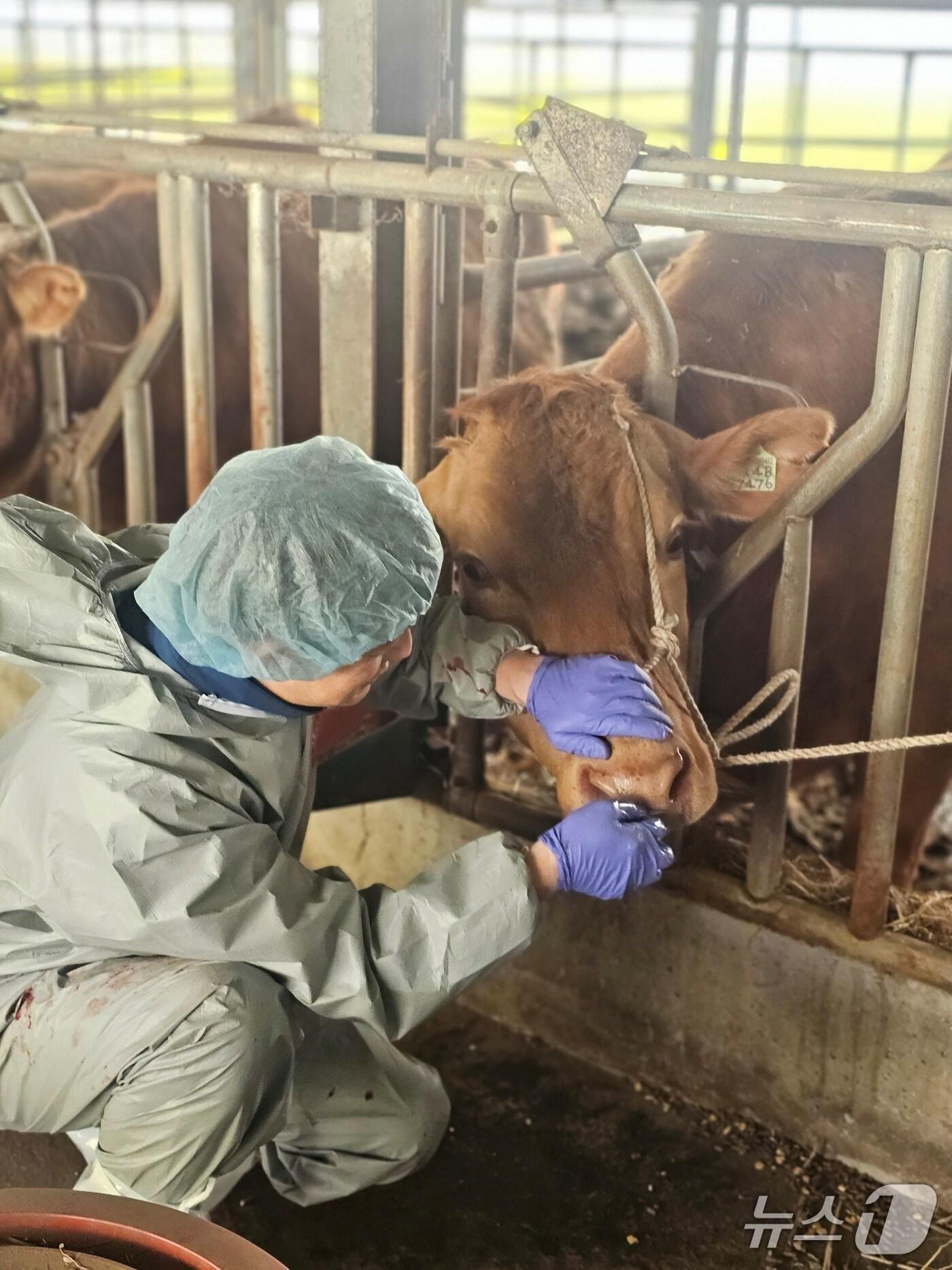 본문 이미지 - 가축질병 의심축 임상관찰.(전남도 제공. 재판매 및 DB금지) 2025.7.11/뉴스1