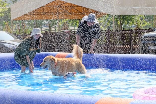 본문 이미지 - 전북 임실군 오수면 ‘오수의견국민여가캠핑장’에서 반려견과 반려인들이 즐거운 시간을 보내고 있다.(임실군제공. 재판매 및 DB금지)2025.7.13/뉴스1 