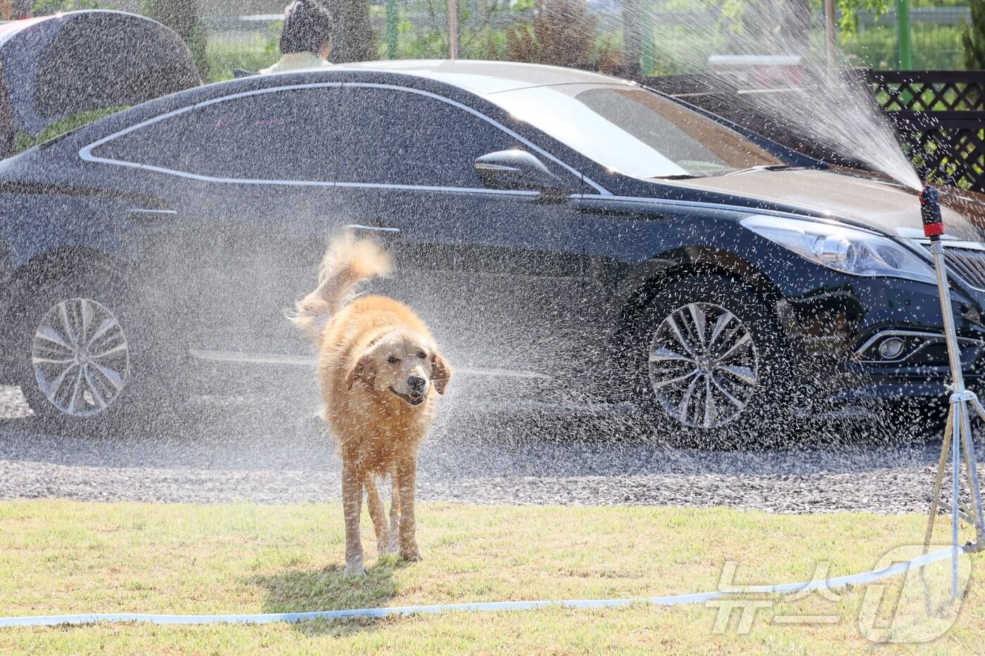 전북 임실군 오수면 ‘오수의견국민여가캠핑장’에서 반려견이 물을 맞고 있다.(임실군제공. 재판매 및 DB금지)2025.7.13/뉴스1 ⓒ News1 김동규 기자