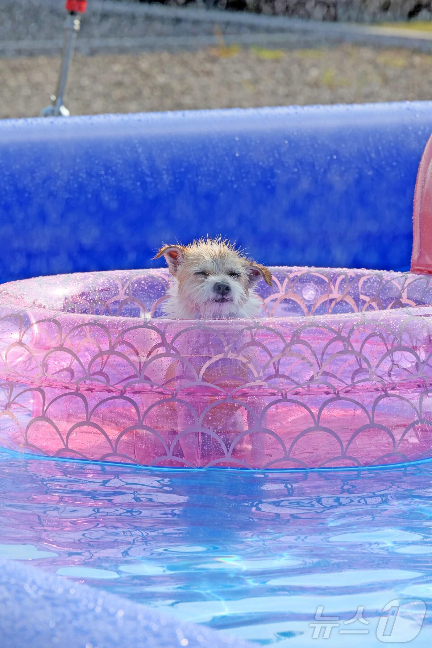 본문 이미지 - 전북 임실군 오수의견국민여가캠핑장에서 한 반려견이 튜프를 타고 주인을 바라보고 있다.(임실군제공. 재판매 및 DB금지)2025.7.13/뉴스1 