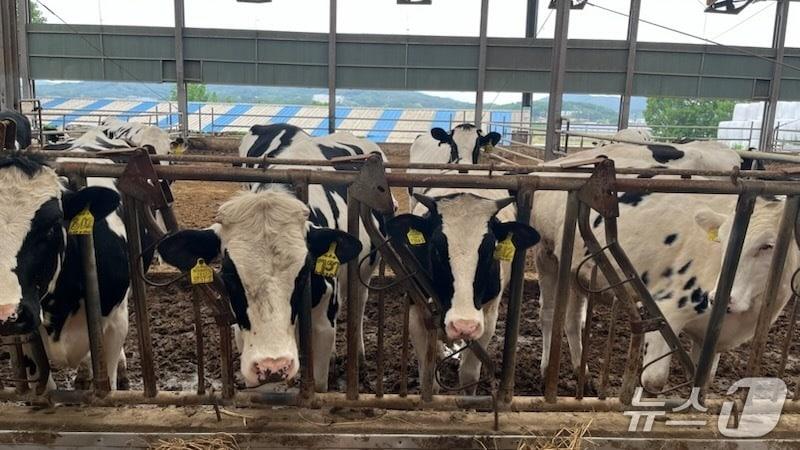 본문 이미지 - 용인시의 한 젓소 사육 농장 모습.&#40;용인시 제공&#41;