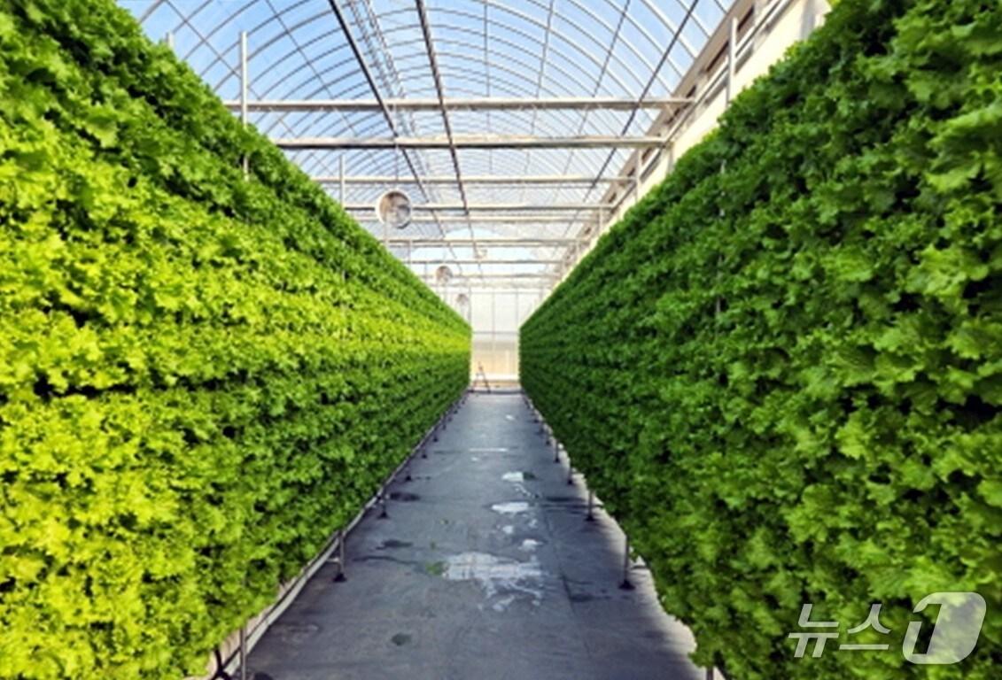 본문 이미지 - 스마트팜 내부 모습.(아산시청 제공. 재판매 및 DB금지)
