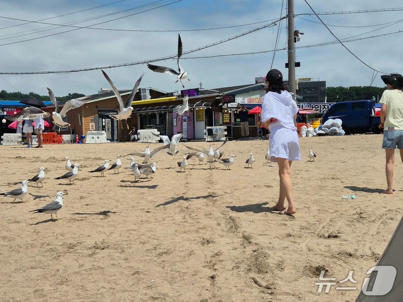 본문 이미지 - 갈매기 떼를 향해 과자를 집어던지는 시민들(이시명기자/뉴스1)