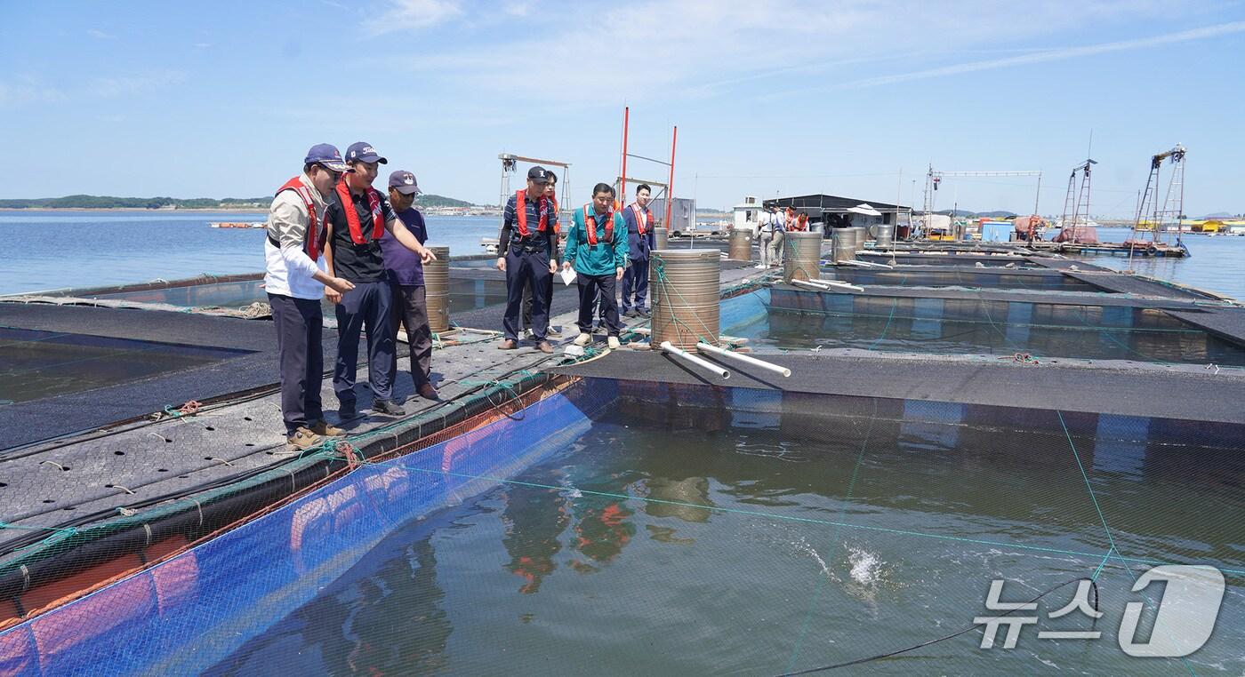 이완섭 서산시장이 부석면 창리 가두리양식장을 현장 점검하고 있다. (서산시 제공. 재판매 및 DB금지)/뉴스1