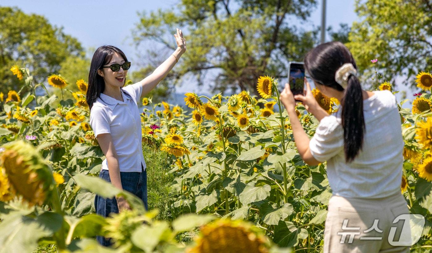 휴일인 13일 칠곡군 왜관읍 흰가람 낙동강변 둔치에 조성된 해바라기 꽃밭에서 여인들이 사진을 찍고 있다. (칠곡군 제공. 재판매 및 DB금지)/뉴스1