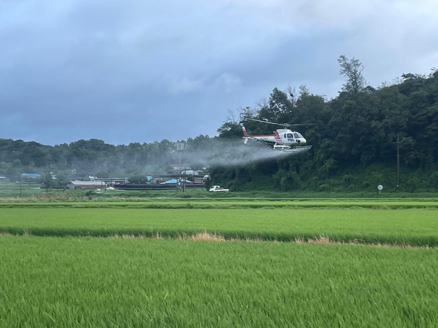 본문 이미지 - 항공방제 모습.(보령시 제공. 재판매 및 DB금지)/뉴스1 