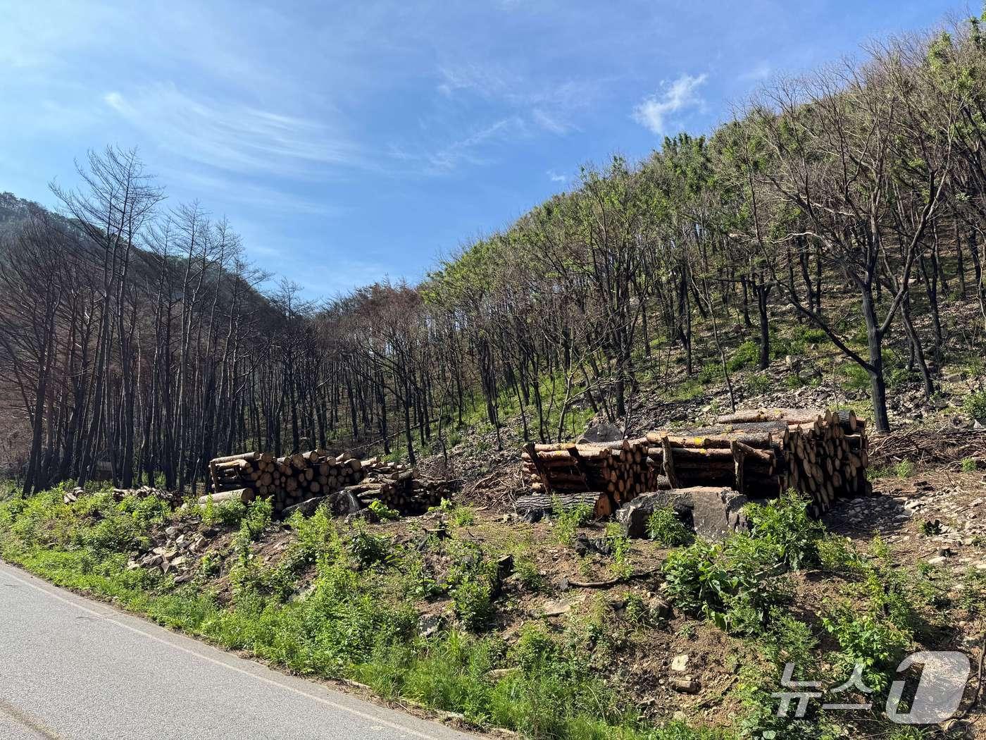 본문 이미지 - 경북 영양 산불피해목 제거 후 집재&#40;산림청 제공.재판매 및 DB금지&#41;/뉴스1