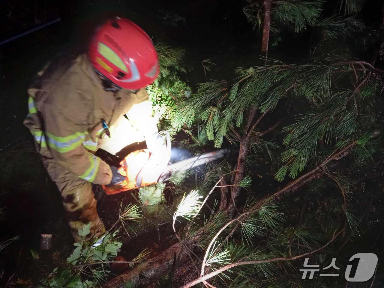 본문 이미지 - 13일부터 경북지역에 많은 비가 내렸으나 큰 피해는 발생하지 않았다. 소방대원이 쓰러진 나무를 제거하고 있다.(경북소방본부 제공)