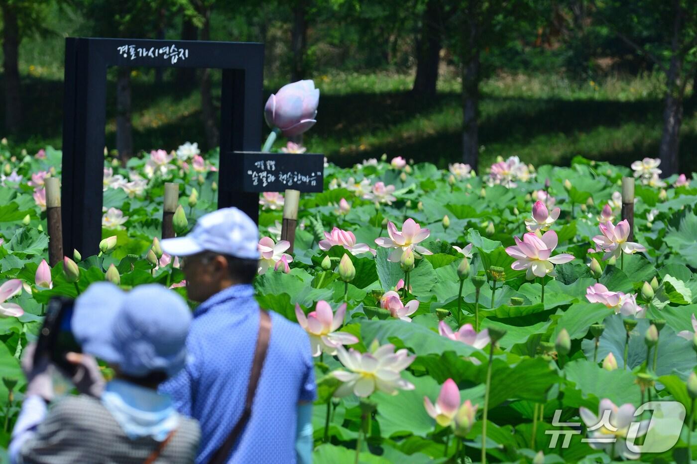 강릉 경포가시연습지에 핀 수련과 가시연.(강릉시 제공, 재판매 및 DB 금지) 2025.7.14/뉴스1
