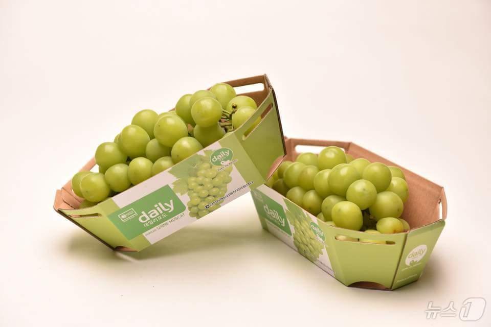 본문 이미지 - 경북도는 14일 대만 유통업체와 업무협약을 맺고 경북 샤인머스캣 수출 확대에 나섰다. ⓒ News1 김대벽기자