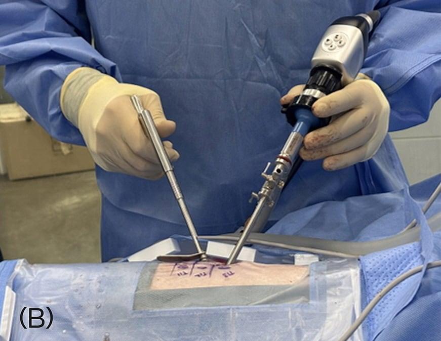 본문 이미지 - 양방향 척추내시경 실제 수술 모습(본동물의료센터 제공) ⓒ 뉴스1