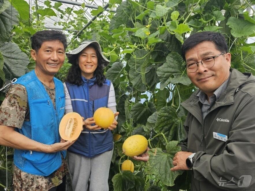 본문 이미지 - 해남군 계곡면 임준효 농가 하미멜론 &#40;해남군 제공. 재판매 및 DB금지&#41; /뉴스1 