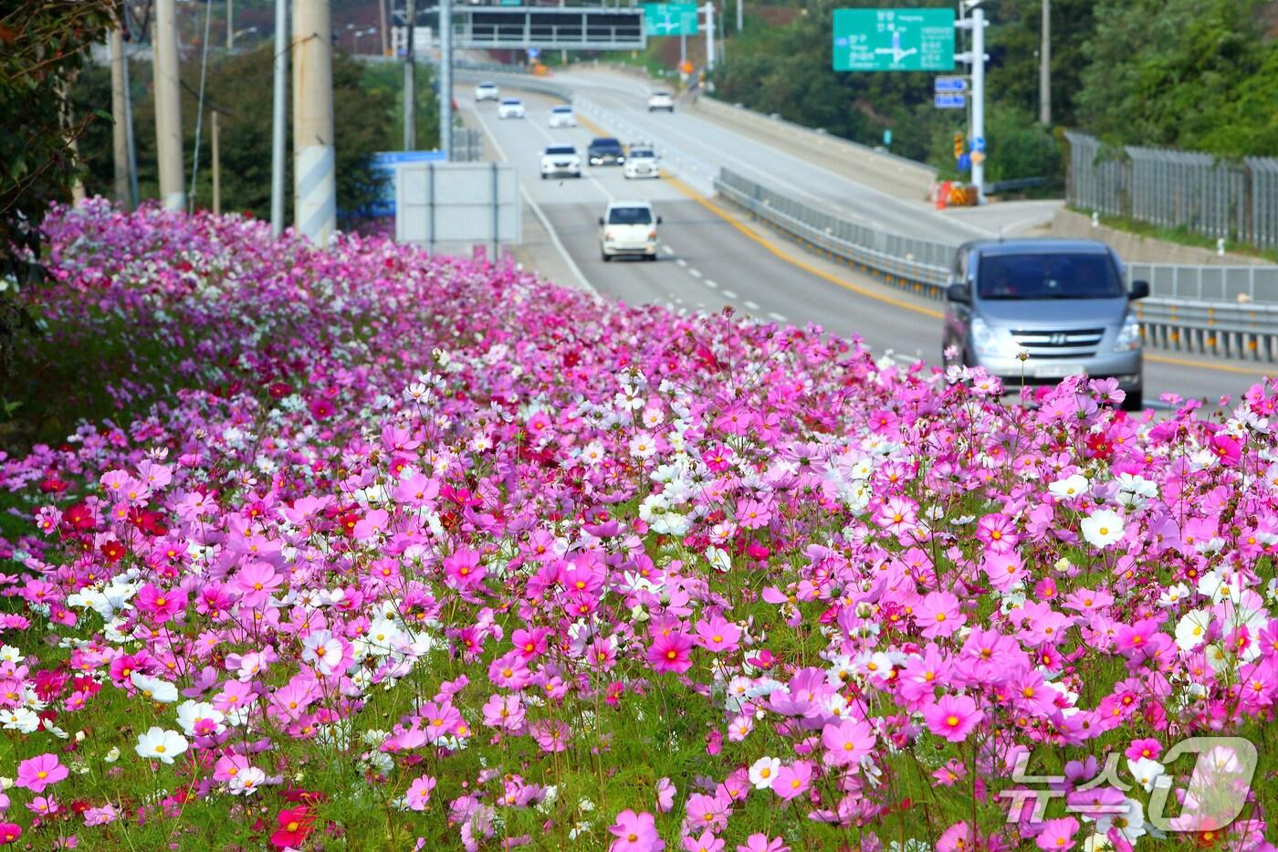코스모스길&#40;인제군 제공. 재판매 및 DB금지&#41;/뉴스1