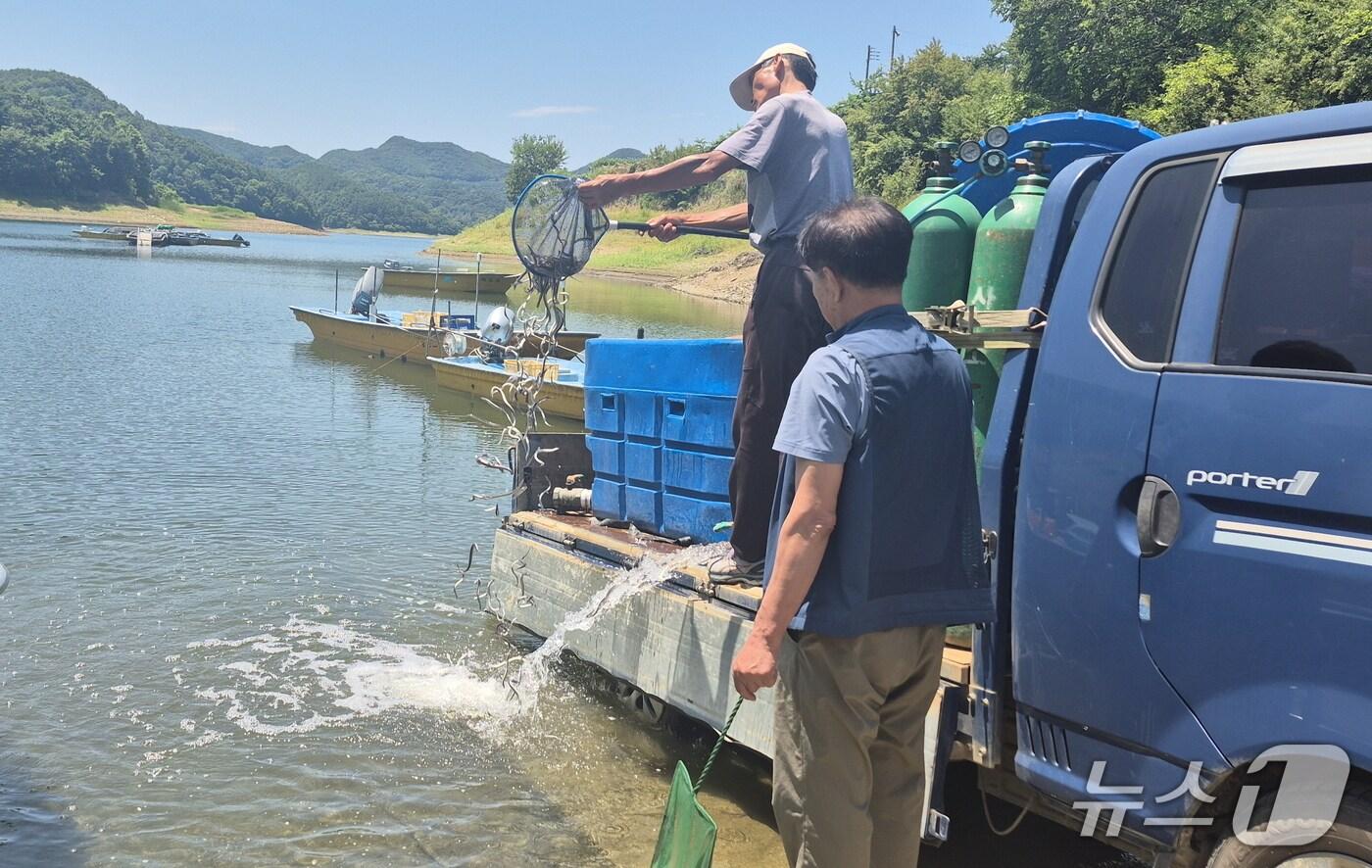 보은군 뱀장어 치어 방류 장면 (보은군 제공, 재판매 및 DB금지) /뉴스1 