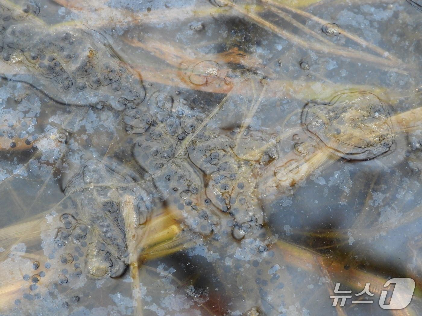 본문 이미지 - 속초 외옹치 소류지에서 관찰된 토종 두꺼비.(속초시 제공, 재판매 및 DB 금지) 2025.7.14/뉴스1