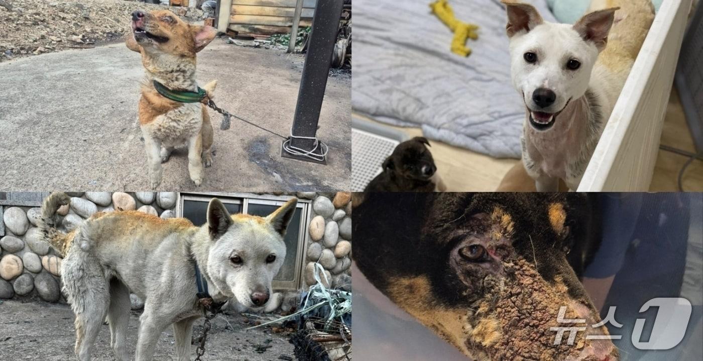 대규모 산불로 피해를 입은 강아지들의 점점 건강을 되찾았다&#40;동물보호단체 제공&#41;. ⓒ 뉴스1
