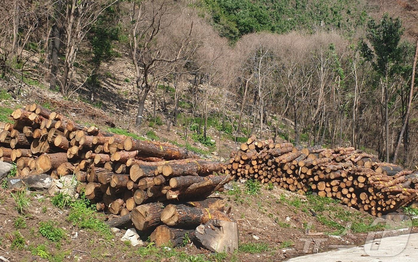 경북도와 산림청이 15일 산불 피해목을 건축재로 활용하는 고부가가치 자원화 사업에 나섰다 ⓒ News1 김대벽기자