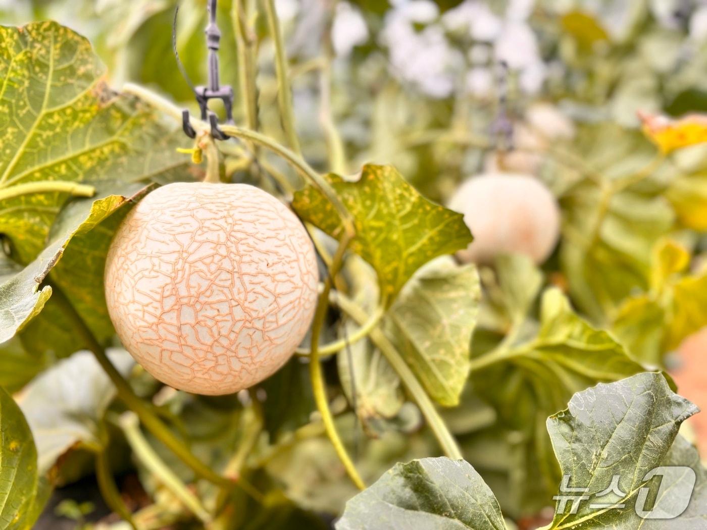 본문 이미지 - 인제 꿀찬멜론.&#40;인제군 제공. 재판매 및 DB금지&#41;/뉴스1