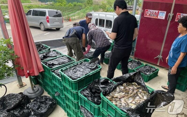 본문 이미지 - 보은군 유해 외래어종 수매 장면 &#40;보은군 제공, 재판매 및 DB금지&#41; /뉴스1 