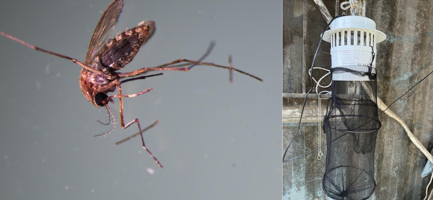 모기와 채집 기구 유문등. (세종시보건환경연구원 제공. 재판매 및 DB금지)