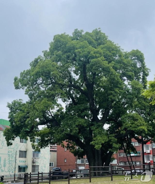 본문 이미지 - 신현동 회화나무(인천 서구 제공.재판매 및 DB금지)
