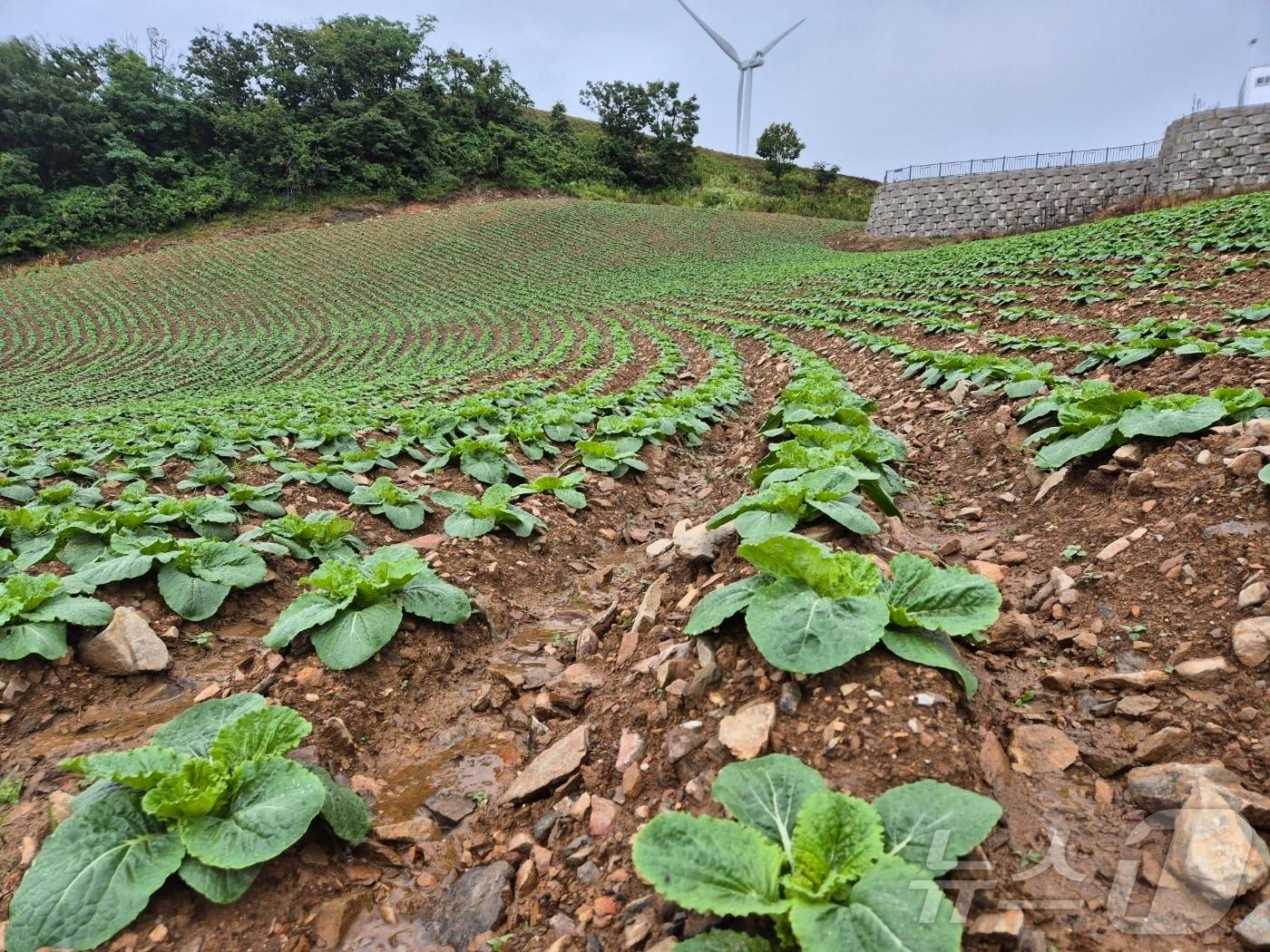 본문 이미지 - 15일 오전 강원 강릉 왕산면 대기4리, '안반데기' 고랭지 밭에 전날 내린 비로 배추잎이 촉촉이 젖어 있다.2025.7.15/뉴스1 ⓒ News1 윤왕근 기자