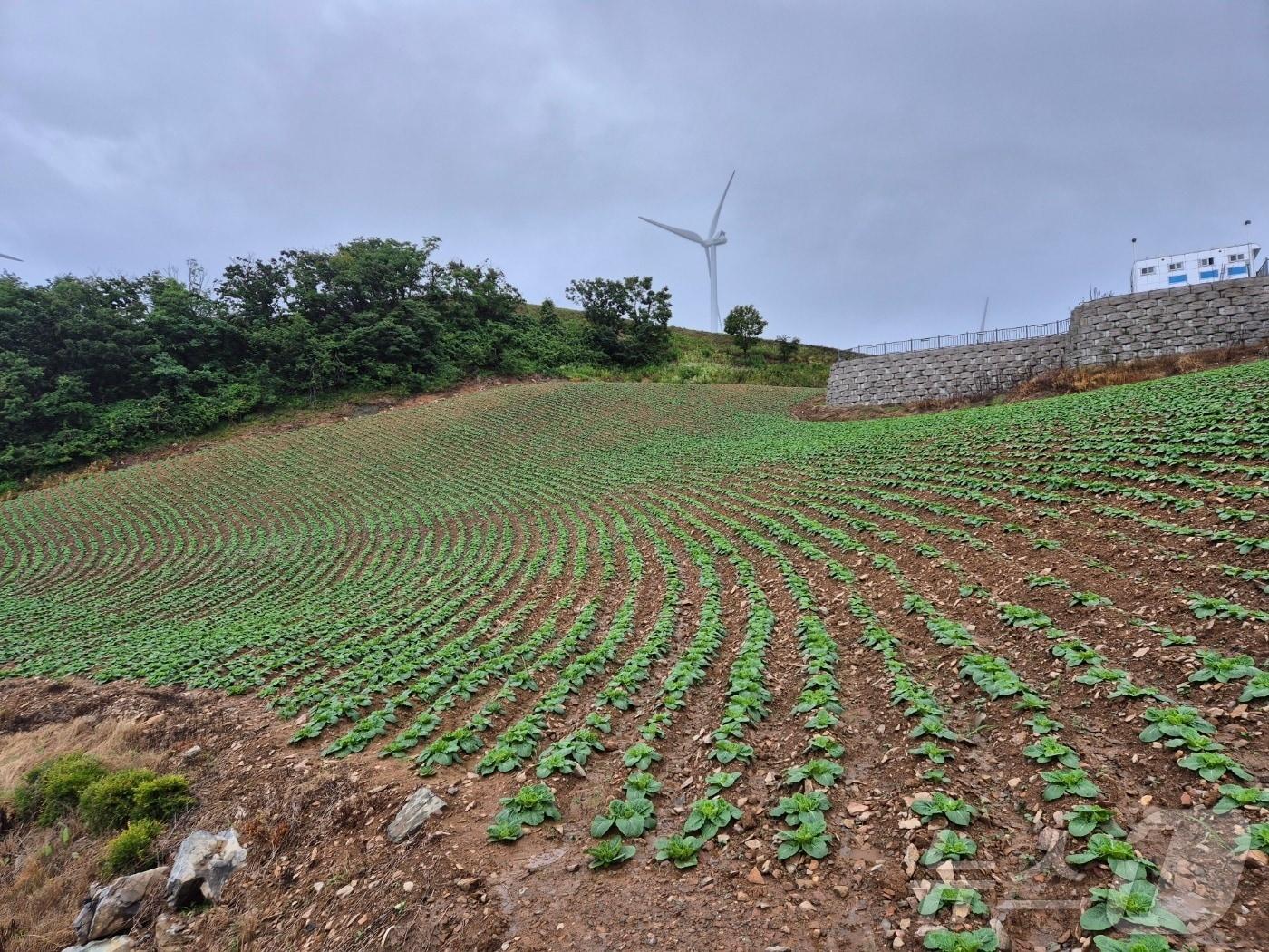 본문 이미지 - 15일 오전 강원 강릉 왕산면 대기4리, '안반데기' 고랭지 밭에 전날 내린 비로 배추잎이 촉촉이 젖어 있다.2025.7.15/뉴스1 ⓒ News1 윤왕근 기자