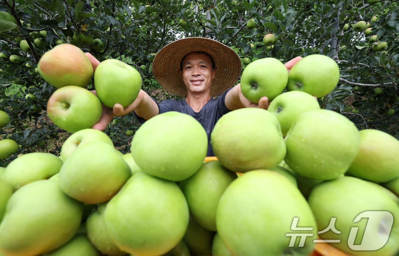 15일 경남 함양군 병곡면 소현마을 사과농장에서  생산된 여름철 초록 사과. (함양군 제공. 사진은 기사 내용과 관련이 없음) 2025.7.15/뉴스1