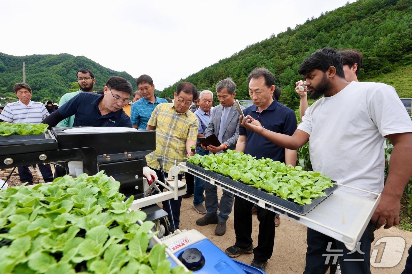 강원특별자치도 농업기술원. 여름배추 기계화 확산을 위한 정식기 시연회.(도농업기술원 제공, 재판매 및 DB금지)