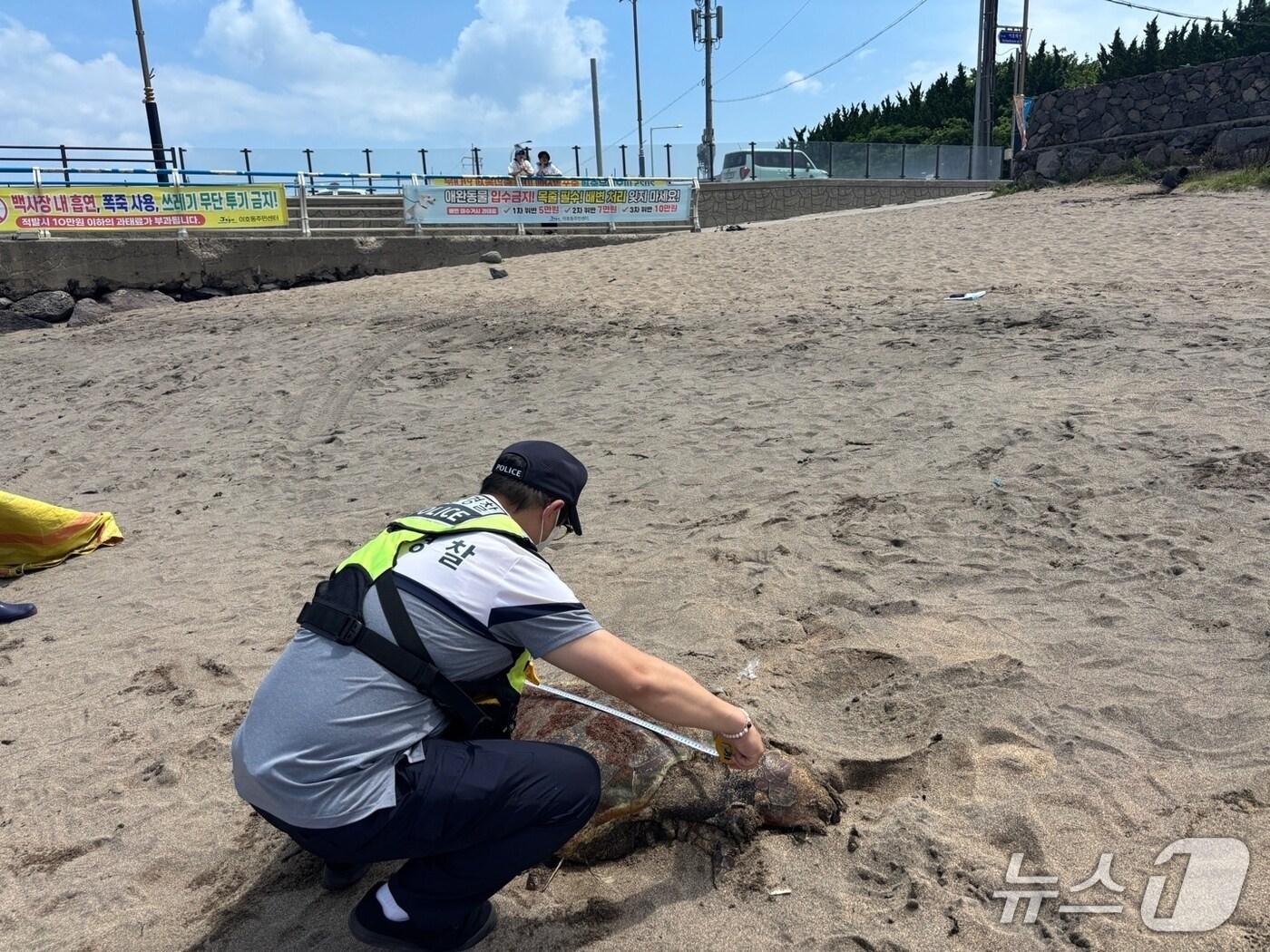 본문 이미지 - 15일 오전 제주시 이호테우해수욕장에서 발견된 푸른바다거북이 사체.(제주해양경찰서 제공. 재판매 및 DB 금지)