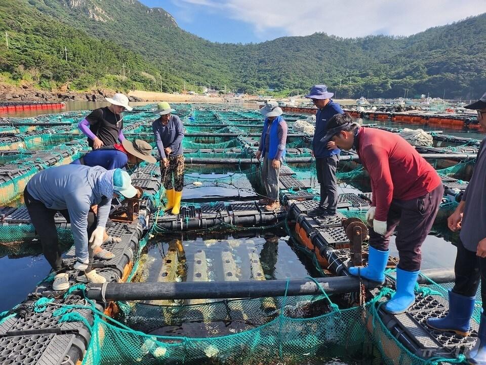 본문 이미지 - 신안군 직원들이 흑산면 전복 가두리양식장을 방문해 전복 상태 점검하고 어업인들과 함께 양식장을 둘러보고 있다. (신안군 제공. 재판매 및 DB금지) /뉴스1 