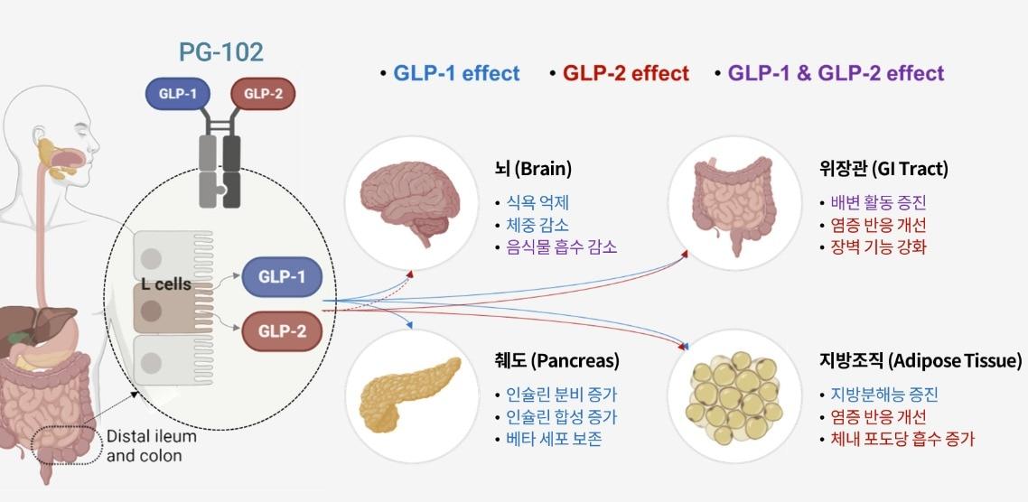 본문 이미지 - GLP-1 수용체와 GLP-2 수용체를 동시에 발현하는 'PG-102' 주요 작용 기전.(프로젠 제공)/뉴스1