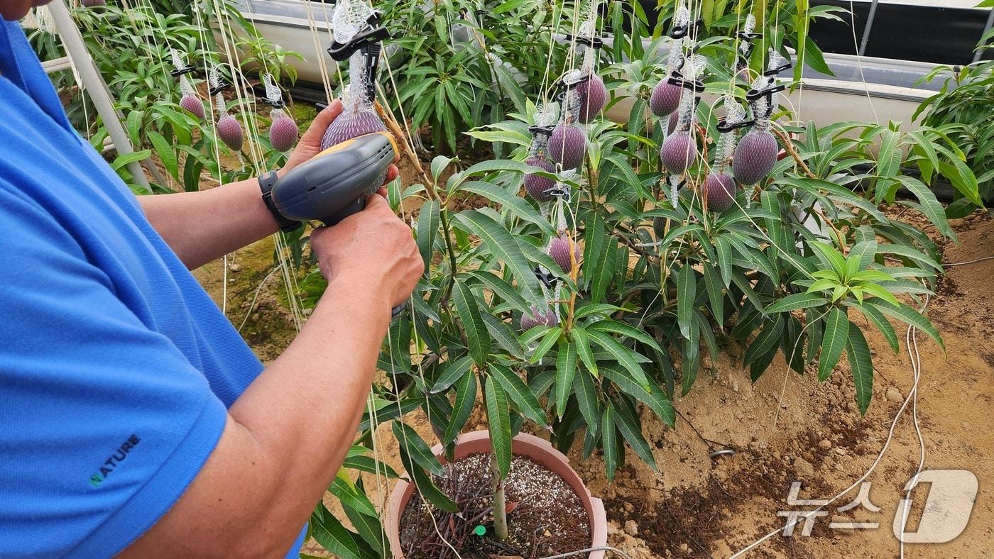 청주시 애플망고.(시 제공)/뉴스1