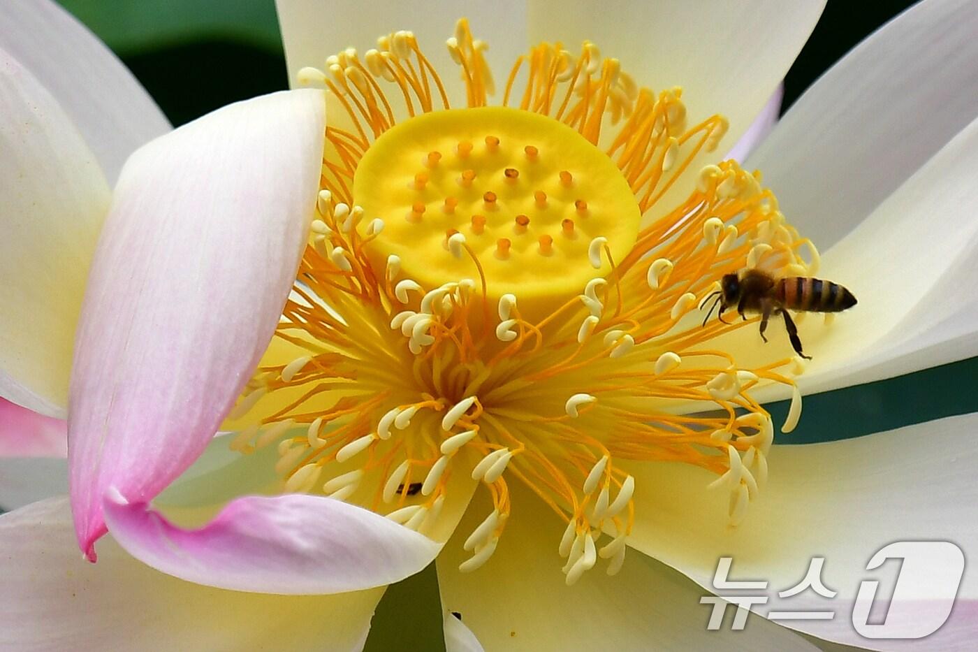 16일 오전 경북 포항시 북구 용흥동에 있는 연못에서 꿀벌 한마리가 연꽃 꿀을 따기 위해 날아들고 있다. 2025.7.16/뉴스1 ⓒ News1 최창호 기자