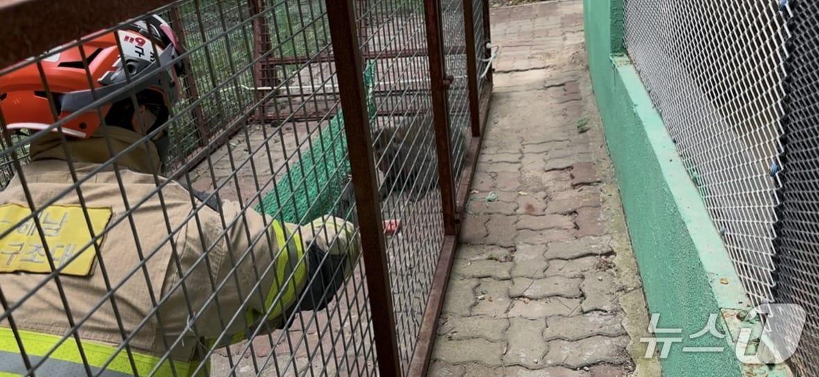 본문 이미지 - 해남소방서 119소방대원이 탈출한 원숭이를 포획하기 위해 달래고 있다.&#40;해남소방서 제공. 재판매 및 DB 금지&#41;