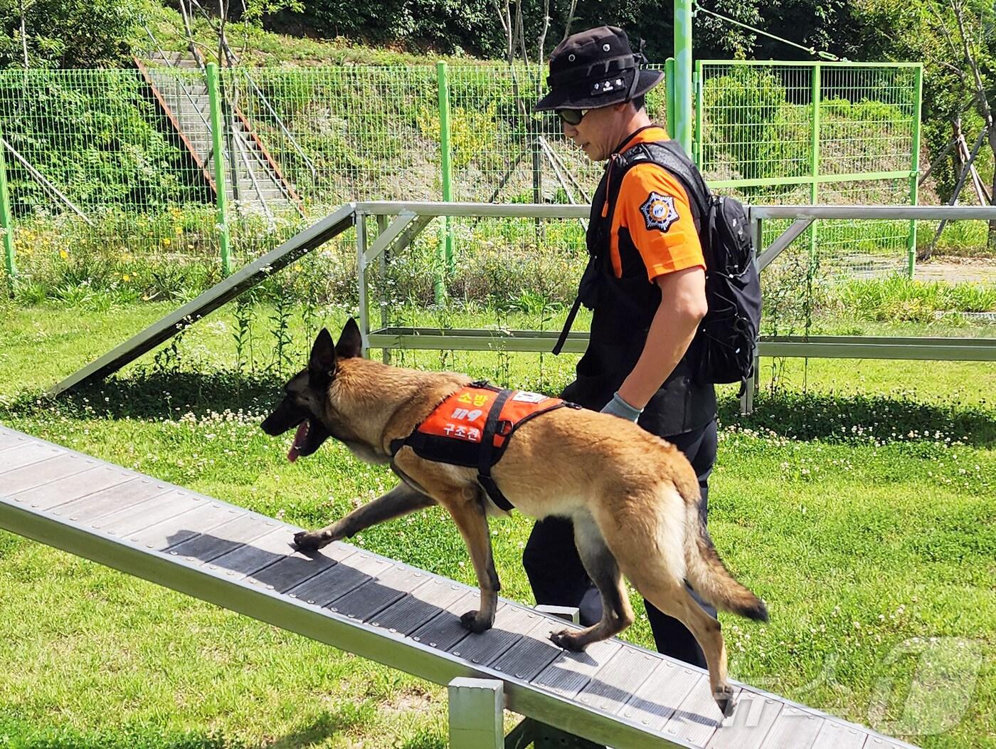 본문 이미지 - 제주특별자치도 소방안전본부 소속 119구조견 '달래'.(제주특별자치도 소방안전본부 제공, 재판매 및 DB 금지) ⓒ News1 오미란 기자