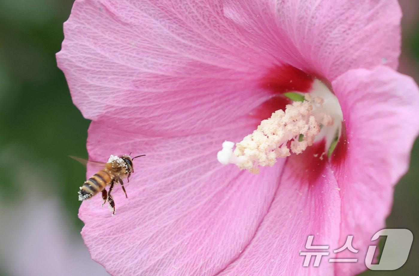 꿀벌이 꿀을 따기 위해 무궁화꽃에 접근하고 있다&#40;사진은 기사 내용과 무관함&#41;. 2025.7.16/뉴스1 ⓒ News1 김영운 기자