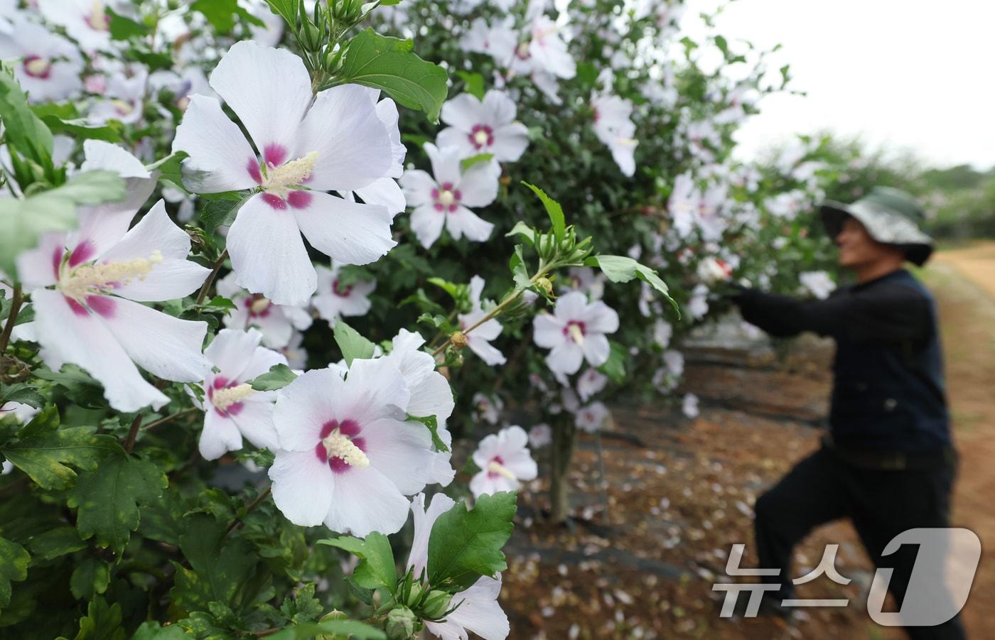 제헌절을 하루 앞둔 16일 오전 경기 수원시 권선구 수원무궁화원에서 관계자들이 무궁화를 돌보고 있다. 2025.7.16/뉴스1 ⓒ News1 김영운 기자