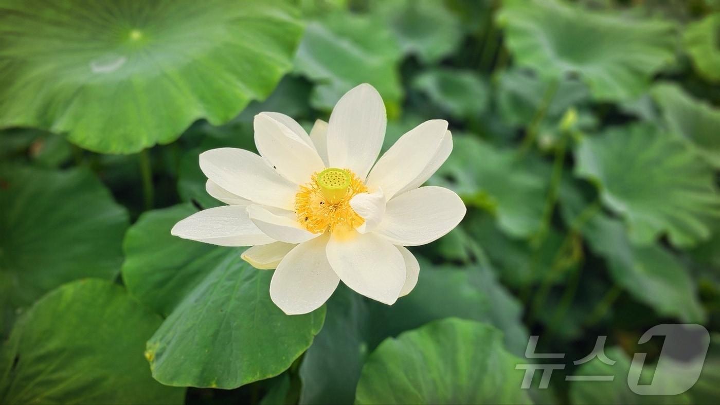 꽃망울 터진 회산백련지 순백 연꽃 &#40;무안군 제공. 재판매 및 DB금지&#41; /뉴스1 