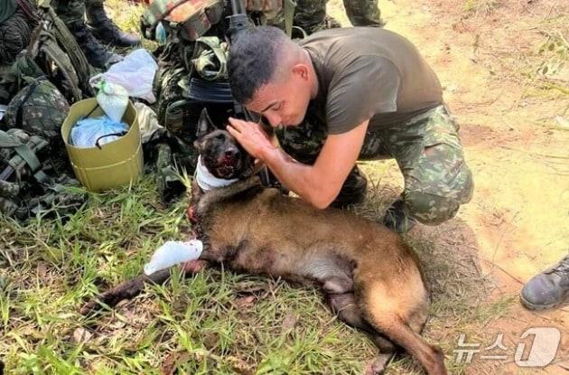 본문 이미지 - 콜롬비아 군의 폭발물 탐지견 산손. <출처=콜롬비아군>
