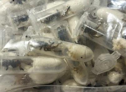 본문 이미지 - (사진 소셜미디어 엑스 사용자 @theprovince 캡쳐)