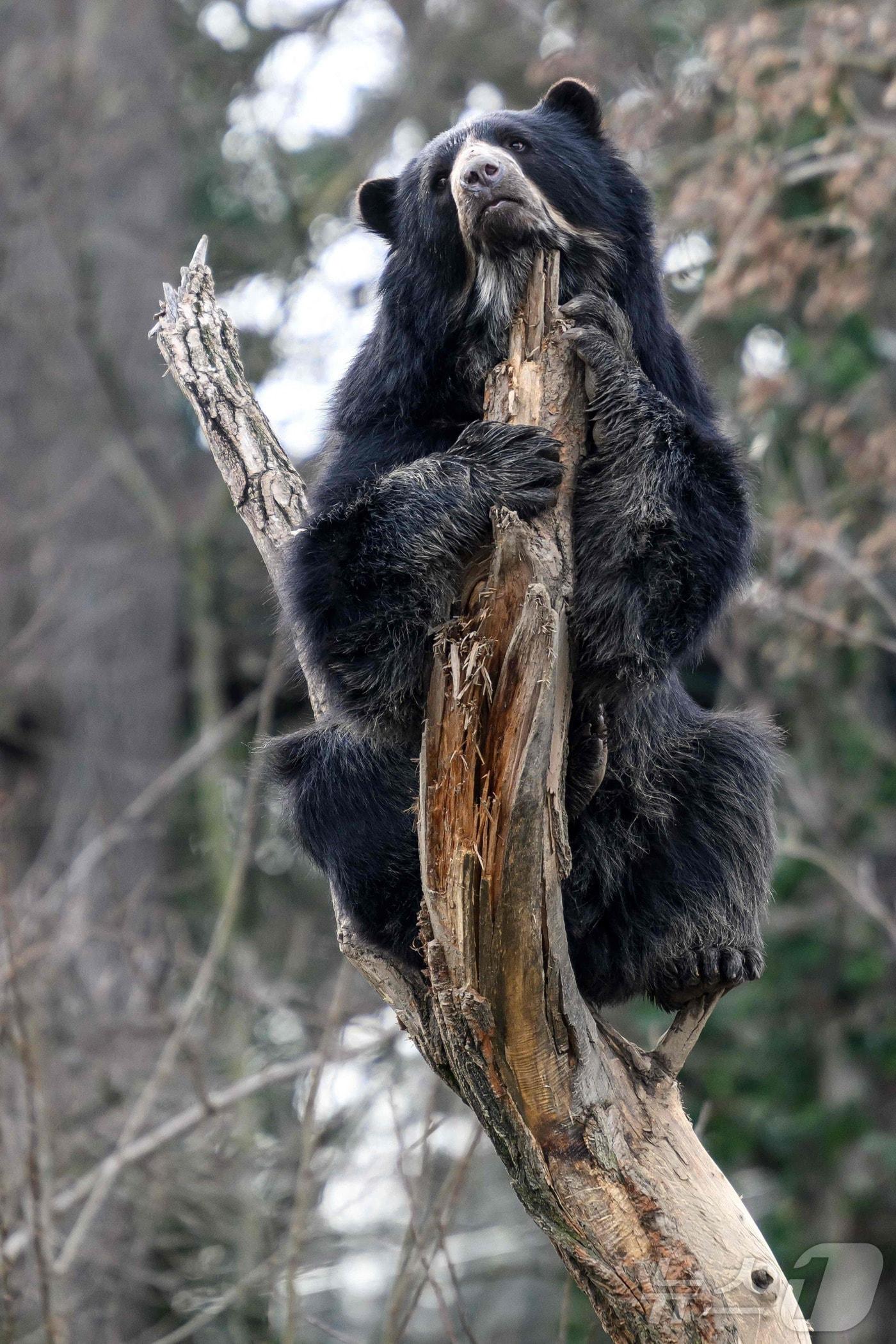 본문 이미지 - 오스트리아 비엔나에 있는 한 동물원에서 곰이 나무 꼭대기 위에 올라가 있다.  (특정 기사 내용과는 무관한 자료사진) 2024.1.24 ⓒ AFP=뉴스1 ⓒ News1 김경민 기자